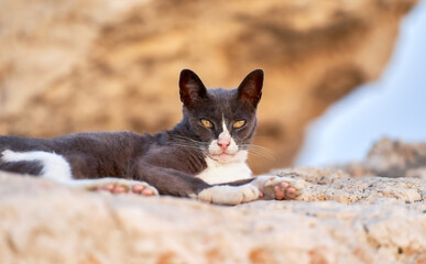 Fototapeta na wymiar street cat resting on a rock near the beach