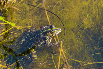 Żaba śmieszka Pelophylax ridibundus relaksuje się w wodzie, żaba zielona w szuwarach rezerwat przyrody