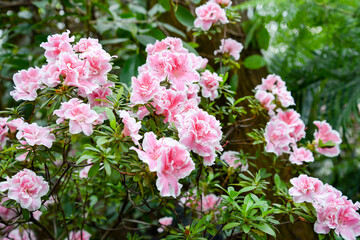 pink azalea flowers in the garden
