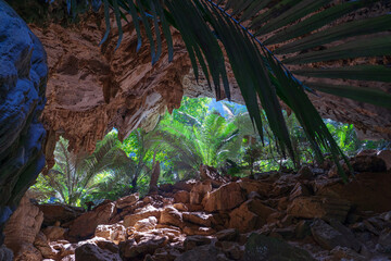 Dark stone cave with large opening and ancient palm trees