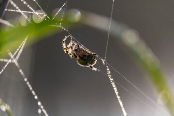 spider on a web