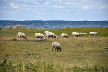 Obraz premium Grazing sheep in a coastal landscape