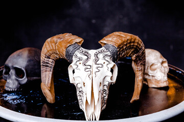 Ram skull on glossy black surface. Halloween and mysticism concept