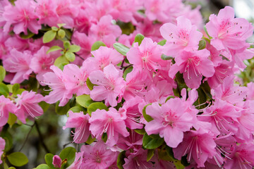 pink azalea flowers in the garden