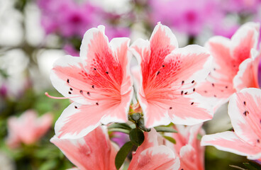 close-up van roze en witte azalea bloemen