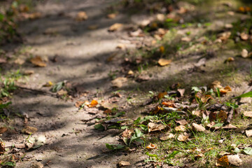 Forest path with grass and autumn leaves