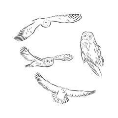 hand drawn vector realistic bird, sketch graphic style,long eared owl, asis otus, owl vector sketch illustration