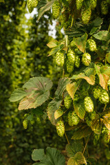 Nahaufnahme von Hopfen-Dolden (Fruchtzapfen) in einem reifen Hopfenfeld im Spätsommer