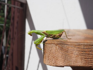 Praying mantis on a wooden table on the balcony