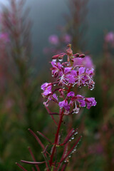 Rosebay Willowherb also known as Fireweed - latin name Chamaenerion Angustifolium. Showy purple-pink flowers on a long reddish straight stem.  Summer and autumn mountain and forest flowers. 