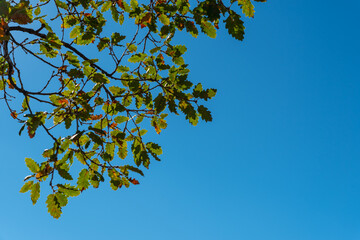 Background with a lot of brown branches and green leaves of an oak tree on a sunny day with a colorful blue sky in the background in Spain