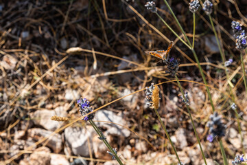Detail of a butterfly pollinating a lavender plant with lilac flowers on a hot summer day in Catalonia, Spain