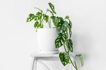 Foto auf Acrylglas Beautiful plant Monstera Monkey Mask in a white pot stands on a white pedestal on a white background. Houseplant Monstera obliqua on a white background with hard shadows. © kseniaso