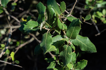 Background with the detail of the brown branches and green leaves of an oak tree on a sunny day in Spain