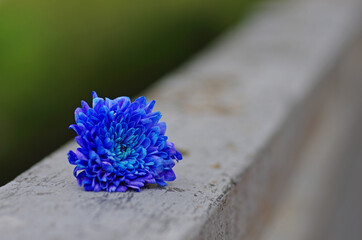A blue chrysanthemum lying on the railing of a metal fence