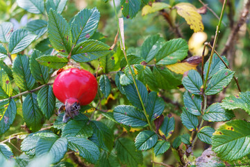 Sea rose berries on a branch among the leaves.