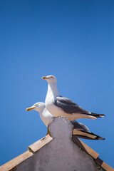 seagulls perched on a roof on a clear day