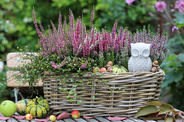 Heidekraut im Korb und Betoneule als Herbst-Gartendekoration
