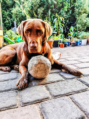 Labrador mit Ball, braun, hübsch