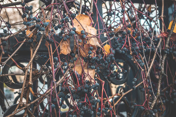 Parthenocissus quinquefolia - Virginia creeper, Victoria creeper, with many hanging small berries that twine around the fence. Late, cold and rainy autumn view, Film grain, selective focus.