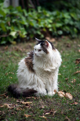 Naklejka na ściany i meble Portrait of Long hair cat sitting in a garden