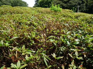 世田谷公園・緑の笹薮