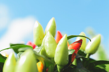 A bush with small green peppers on the background of the sky close-up.