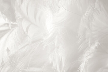 Fototapeta premium white feather wooly pattern texture background