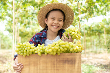 An Asian girl holds a grape and a box of grapes in her hand. Children working inside a vineyard in the background of green vineyards. The child was wearing a plaid shirt and a smiling hat. Grape farm