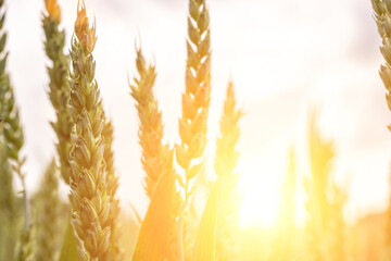Wheat landscape. Rye plant green grain field in agriculture farm harvest. Golden crop cereal bread...