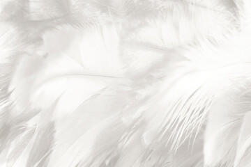 white feather wooly pattern texture background