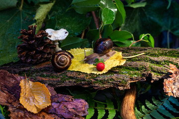 Large snails crawling along the bark of a tree. Burgudian, grape or Roman edible snail from the Helicidae family.