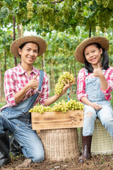 A lovely mother and daughter wear plaid hats and grapes harvested in a wooden box to sell. The background is a vineyard. Asian children work hard to help the family business. Happy family work.