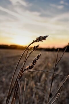 Sunset at Wheat Field