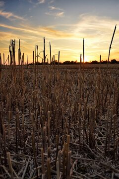 Sunset at Wheat Field