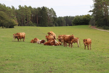 Kuhherde Kühe auf der Weide bespringen sich Sex