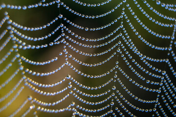 spider web with dew drops