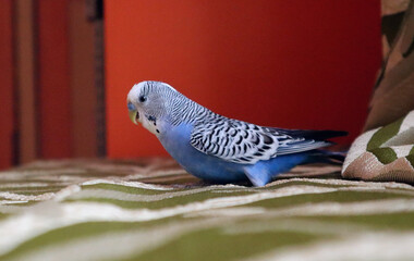 budgie in a room
