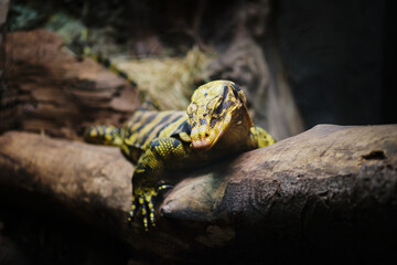 Close-up of Mindanao Water Monitor (Varanus Cumingi).