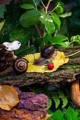 Large snails crawling along the bark of a tree. Burgudian, grape or Roman edible snail from the Helicidae family.
