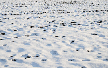 雪　土　畑　素材