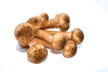 Group of agaric honey fungus isolated on white background A group of young forest tree fungi. Healthy food, vegetarian options. Mushroom picking season, fresh harvest.