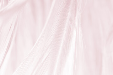 Fototapeta na wymiar violet feather pattern texture background , pastel color style
