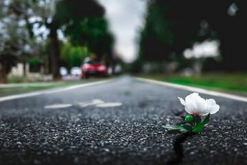 la vie reprend son chemin en ville. Vue en gros plan d'une fleur poussant à travers le béton sur...