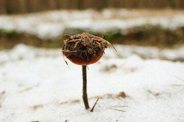 dried rose on the ground