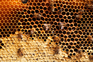 Bees working on a honeycomb, macro shoot