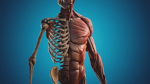 muscular and skeletal system of human body