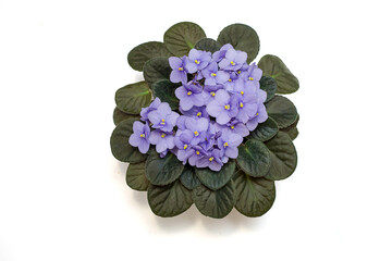 Obraz premium The blooming of the delicate viola, the violet color of the lilac in the pot. Flat lay. Isolated on a white background. Close-up photo. Copy space