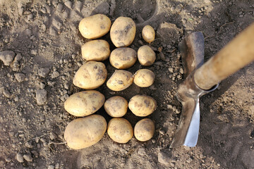 fifteen potatoes dug by a shovel in a vegetable garden top view. excellent harvest from one bush