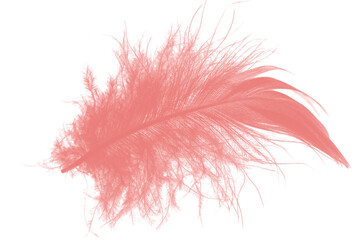  light pink feather isolated on white background